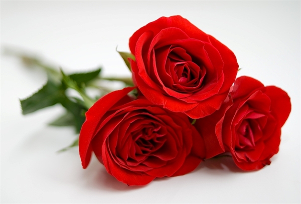 Three Red roses